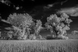 _DSC2781AI-lines-scale-1_01x