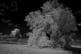_DSC2795AI-lines-scale-1_01x