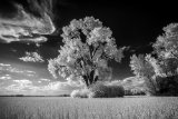 _DSC2809AI-lines-scale-1_01x