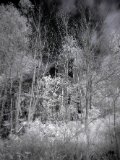 AI-_DSC2428