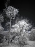AI-_DSC2478