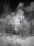 AI-_DSC2480